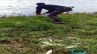 Van polisi, kaçak avlanan inci kefallerini tekrar suya bıraktı