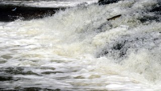 Van'da inci kefalinin tatlı sulara göçü başladı