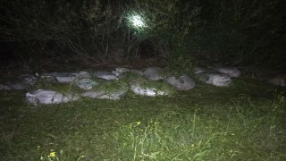 Van'da kaçak avlanan 1 ton 750 kilo inci kefali ele geçirildi