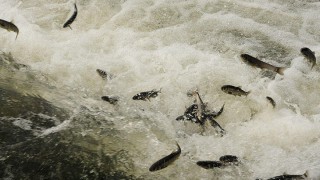 Van'da kaçak inci kefali avlayanlara 3 bin 708 lira ceza kesildi