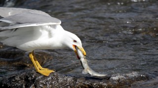 Van'da martıların inci kefali nöbeti