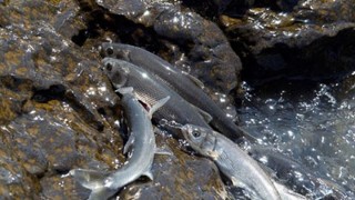 Van'da üremek için tatlı sulara göç eden inci kefallerinin ölüm nedeni araştırılıyor