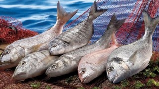 Avrupa'nın balık ihtiyacı, Batı Afrika'da 33 milyon kişinin gıda güvenliğini olumsuz etkiliyor