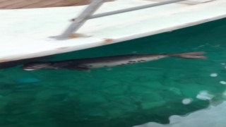 Barınağa giren yavru Akdeniz fokunu balıkla beslediler