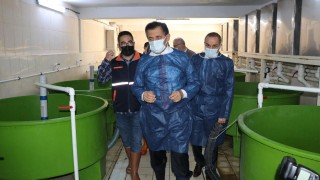 Bolu Valisi Ahmet Ümit, sazan balığı sağımı yaptı