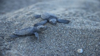 Carettalar, Mersin sahillerine yumurta bırakmaya başladı