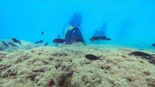 Doğu Akdeniz, su altı zenginliğiyle dalış tutkunlarını cezbediyor