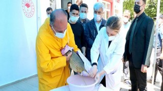 Edirne'de yılda 5 milyon yavru balığın üretildiği tesiste balık sağımı yapıldı