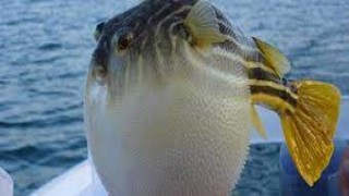 Ege Üniversitesinde düzenlenen seminerde balon balığının tehlikelerine dikkat çekildi