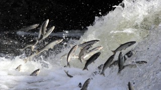 'Koruma çalışmaları sayesinde inci kefalinin boyu uzadı'