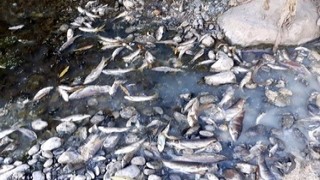 Osmaniye'de balık ölümlerinin nedeni araştırılıyor