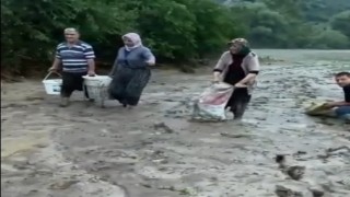 Sel sularıyla tarlalara sürüklenen balıkları topladılar