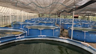 Türkiye’nin İlk Süs Karidesi ve Akvaryum Bitkileri Üretim Tesisi Projesi Tamamlandı