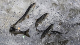 Van'da inci kefali göçü devam ediyor