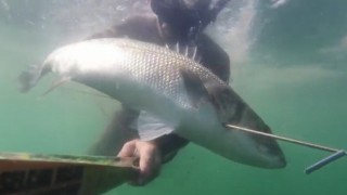 Zıpkınla 11 kilo 400 gram levrek avladı, rekor onayı bekliyor