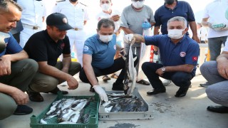 10 ilde 64 noktada balon balığı alımı yapılacak