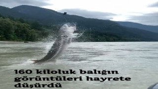 160 kiloluk balığın görüntüleri hayrete düşürdü