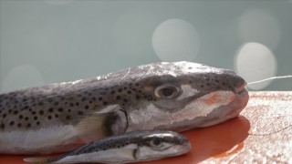 Antalya'da balon balığı alımları başladı