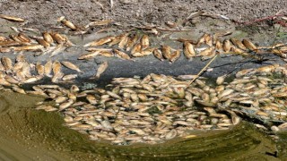 Asi Nehri'nde balık ölümleri görülmesi üzerine çalışma başlatıldı