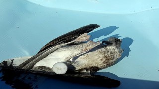 Balıkçıların bıraktığı misinaya dolanan martı öldü