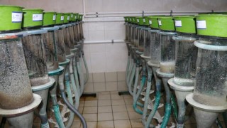 Bolu'da elde edilen 3 milyon sazan balığı yavrusu göl ve göletlere salınacak