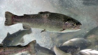 Elazığ'da yetiştirilen alabalık ve Türk somonu, lezzetiyle 30 ülkeden talep görüyor