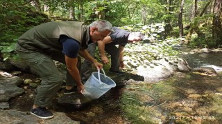 Kazdağları'nda derelere yavru kırmızı benekli alabalıklar bırakıldı