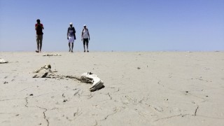'Ölümlerden sonra flamingolar Tuz Gölü’ne gelmeyebilir'