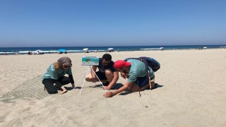 Patara Plajı'na 250 deniz kaplumbağası yumurta bıraktı