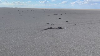 Tuz Gölü'nde yavru flamingo katliamı