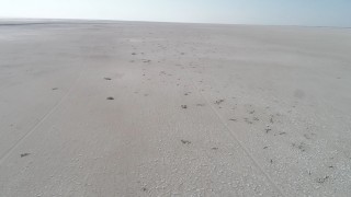 Tuz Gölü'ndeki yavru flamingoların ölümüyle ilgili inceleme başlatıldı