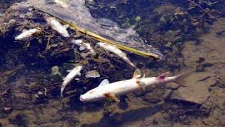 Yüksekova'da balık ölümleri endişe yarattı