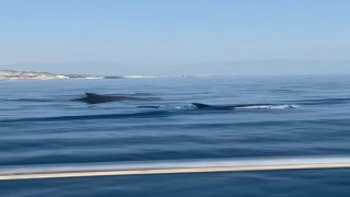 Balıkçılar teknenin yanında yüzen yunusları görüntüledi