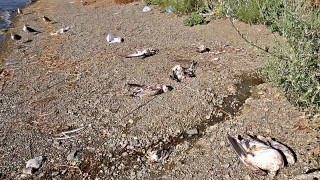 Besin zincirindeki azalma Hazar Gölü'ndeki martı ölümlerini tetikledi