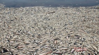 Çevre sorunları ve yasa dışı sulamadan 5 ton balık öldü