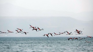 Flamingolar kuraklık nedeniyle yer değiştirdi, fotoğrafçılar yakından görüntüleyebildi