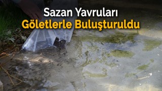 Karabük'te göletlere 30 bin yavru sazan bırakıldı