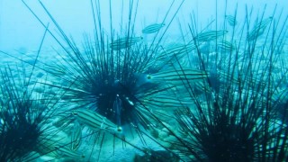 Kızıldeniz göçmen balıklarının su altındaki ‘hemşehri dayanışması’