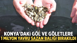Konya'daki göl ve göletlere 1 milyon yavru sazan balığı bırakıldı