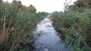 Mersin'de derede toplu balım ölümü tedirginliği