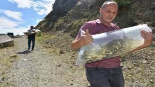 Sinop'ta baraj ve göletlere 100 bin sazan yavrusu bırakıldı