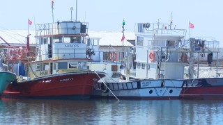 Uzmanlar ve balıkçılar arasında "Marmara Denizi'nde av sezonu ertelenmeli mi?" tartışması 