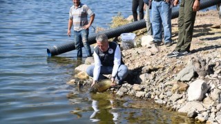 13 göl ve gölete 678 bin yavru balık bırakıldı