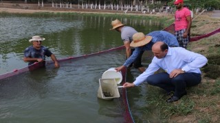 Adana Su Ürünleri Üretim İstasyonu'nda yetiştirilen 2 milyon balık yavrusu göl ve göletlere bırakıldı