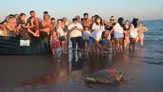 Antalya'da 4 caretta caretta denize bırakıldı