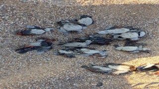 ATV'lerle caretta caretta yavrularını ezip, gönüllüyü de yaraladılar