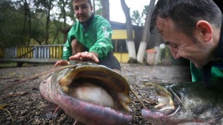 Düzce'de amatör balıkçının oltasına 51 kilogramlık yayın balığı takıldı