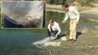 Hatay'da 211 bin 775 balık yavrusu gölet ve barajlara bırakıldı