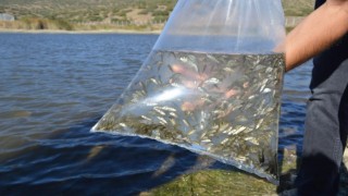 Hüyük'ün göletlerine yavru sazan balığı takviyesi