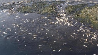 İzmir'de eski Bakırçay Nehri yatağındaki balık ölümleri ile ilgili inceleme başlatıldı